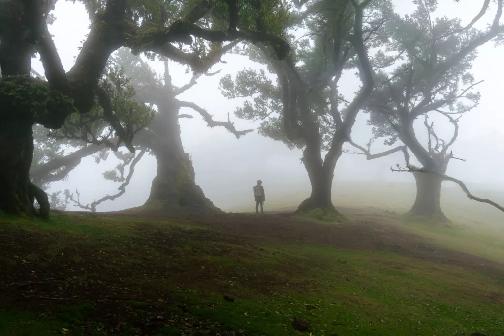 Fanal Forest